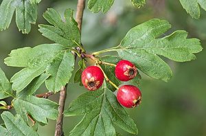 Espino Blanco (Hawthorn) - foto real